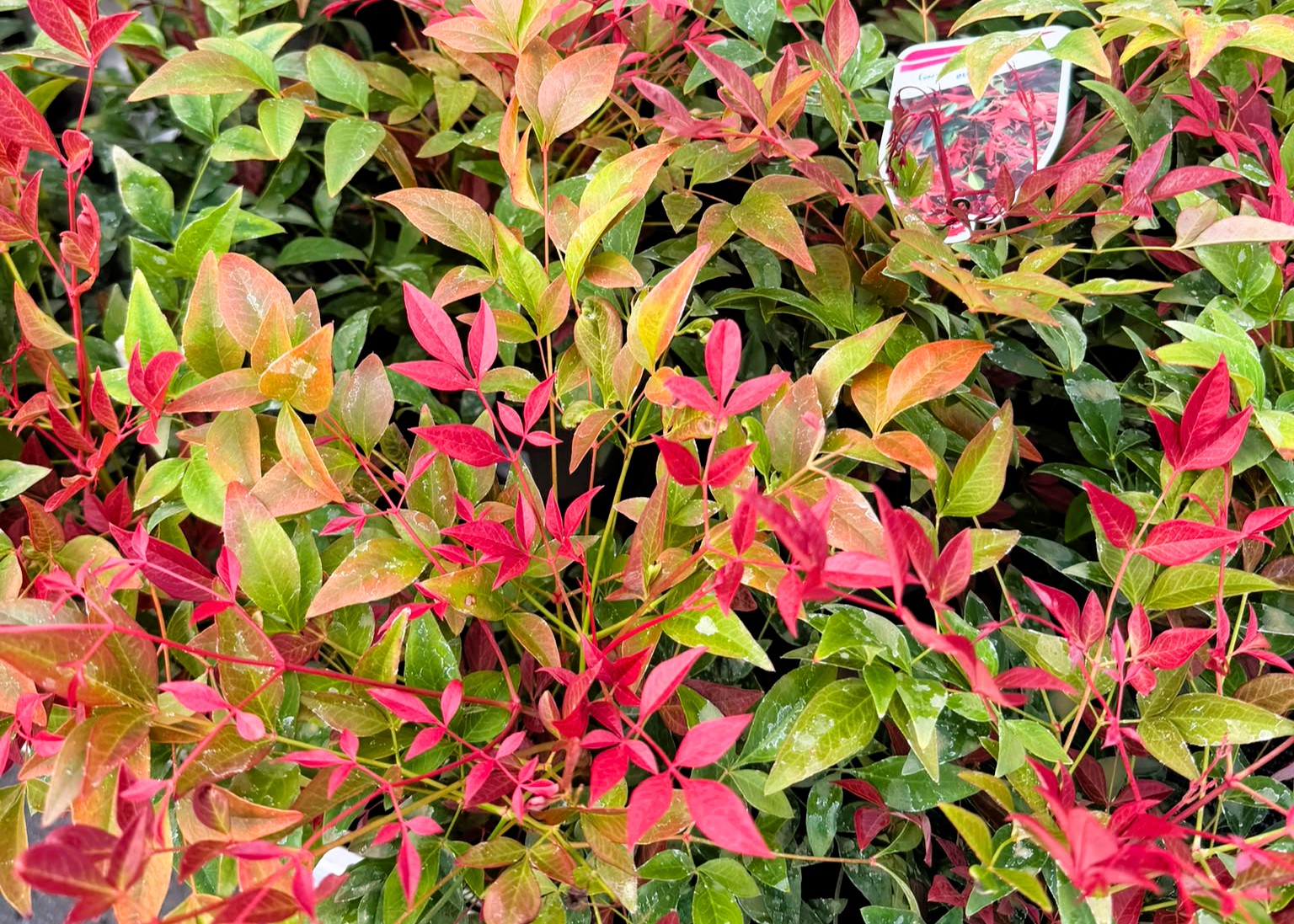 Monheimer Blumenmarkt
